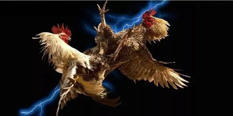 Các Chiến Thuật Chuyên Sâu Trong Đá Gà Chọi C1 tại SIN88